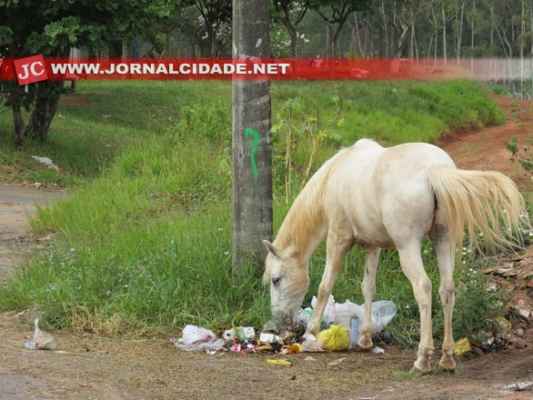 Cavalo se alimenta de lixo em rua de Rio Claro 