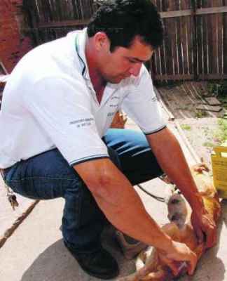 Funcionário do CCZ aplica vacina contra a raiva em cão. Gatos também devem ser vacinados (foto divulgação/arquivo)