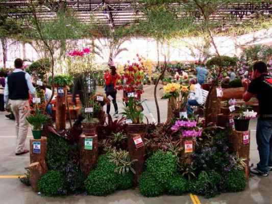 70ª Exposição Nacional de Orquídeas de Rio Claro pode ser visitada neste fim de semana