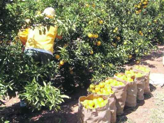 Produção de laranja e vários tipos de cultura foram afetados pelo baixo volume de chuva registrado este ano em diversas regiões do País (foto Agência Brasil)