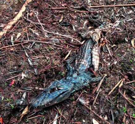 Jovem caminhava por uma trilha da FEENA, quando avistou jacaré morto na margem do lago / Foto: Thiago Grão