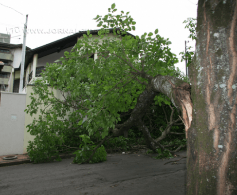 Parte de árvore tombou e  obstruiu garagem de residência
