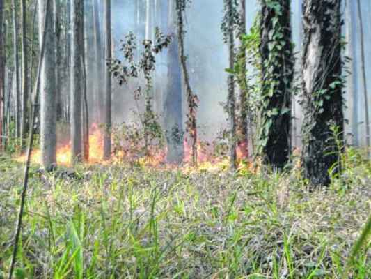 Floresta Estadual Edmundo Navarro de Andrade registrou vários incêndios neste ano