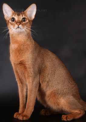 Para a pesquisa foi estudado o genoma de um gato da raça Abissínio 