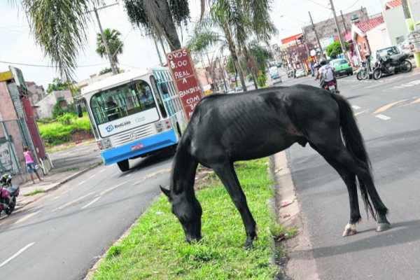 Cavalo solto pasta em canteiro central na Rua 6, região do Cervezão, sem se incomodar com o movimento dos veículos