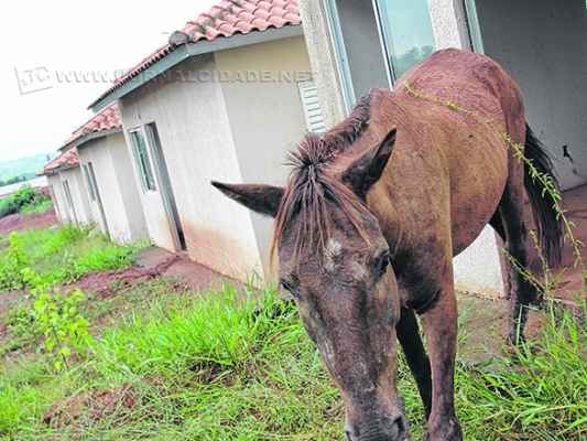 Cavalo ‘ocupa’ moradia a ser entregue em projeto habitacional da prefeitura com a Caixa Econômica Federal
