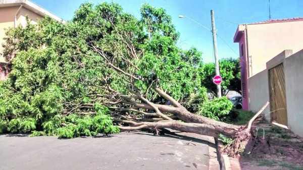 Árvore caiu e fechou rua no Jardim das Palmeiras