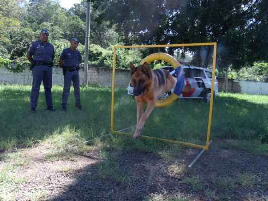 Cães do plantel da PM local contribui no combate a criminalidade