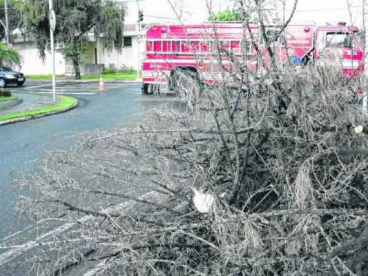 TEMPORAL: fortes ventos provocaram queda de um pinheiro na Rua 3 com a Avenida 29, na região do bairro Cidade Jardim
