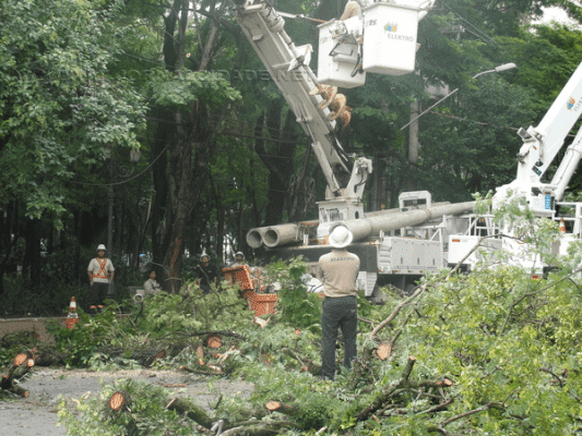 Na madrugada de quarta-feira (18), uma árvore de grande porte, do Jardim Público, caiu sobre a rede de energia na Rua 4