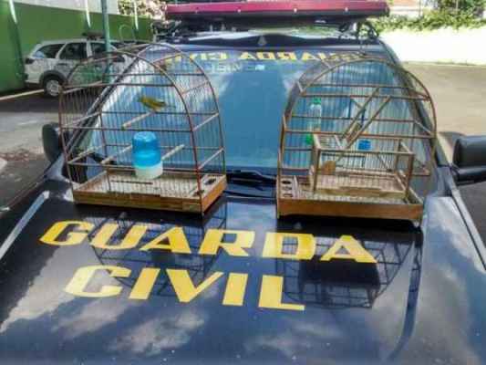 Pássaros apreendidos pela Guarda Civil Municipal