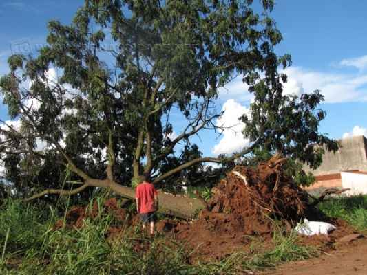 Remoção de árvore comoveu moradores do Vila Paulista. Mesmo com medida compensatória, população desaprovou retirada