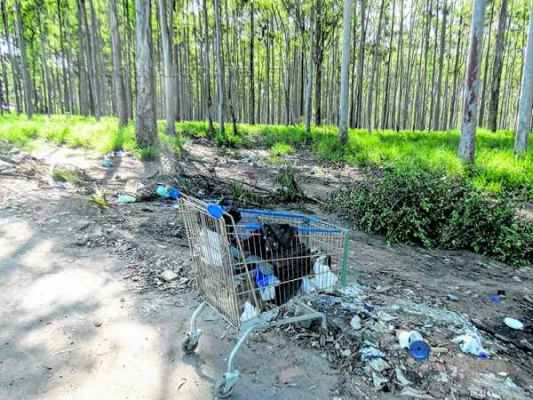 Descartes irregulares de lixo em bairros que margeiam a Floresta Estadual Edmundo Navarro de Andrade são determinantes para que as chamas se iniciem e se propaguem pela área