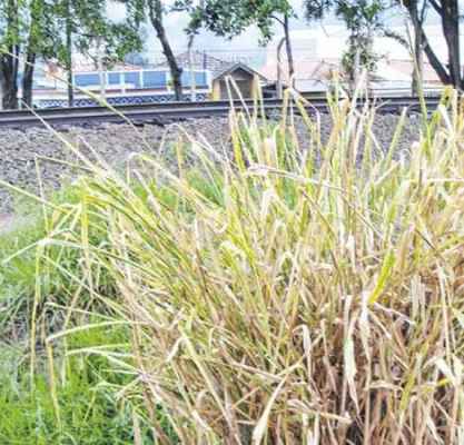 Entorno de linha férrea no Saúde motiva reclamação de moradora da Rua Marginal