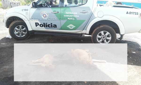 Polícia Militar Ambiental flagrou os animais mortos em Corumbataí