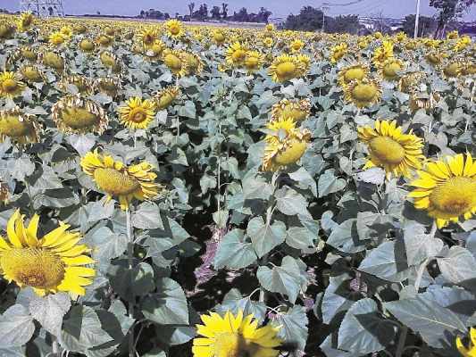 Além de encher de beleza os campos pela região, os girassóis são utilizados na produção de óleo e de ração