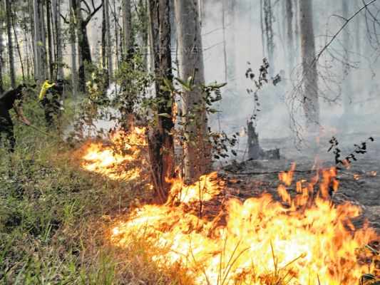 Incêndio ocorrido na Floresta Estadual em maio do ano passado (Foto: Arquivo JC)