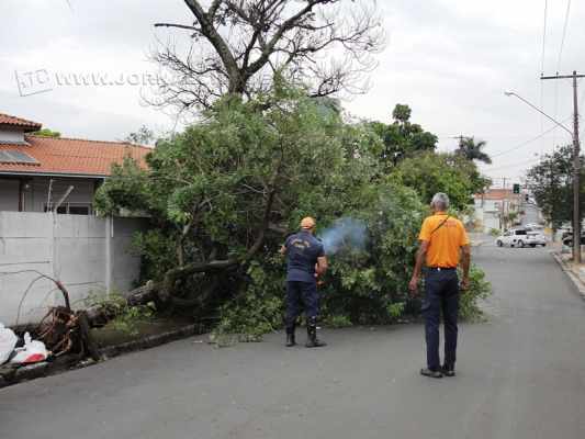 Equipe da Defesa Civil trabalha na remoção de árvore que caiu com o temporal