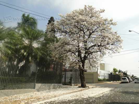 Floradas de árvores chamam a atenção da população na região do Boulevard dos Jardins