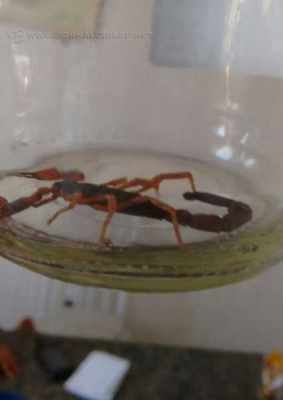 Foto de um dos escorpiões foi enviado via WhatsApp do JC: (9) 9942-4100