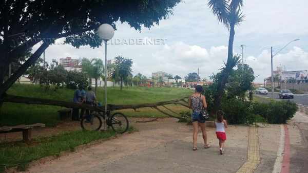 Longo galho de árvore caído em praça na frente do Shopping Rio Claro