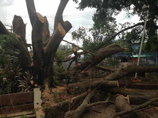 Um raio que atingiu a árvore teria secado o exemplar de 76 anos, o qual simbolizava riscos de acidentes no local