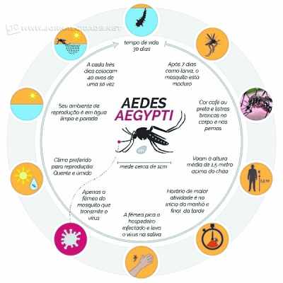 Dengue, chikungunya e zika vírus
