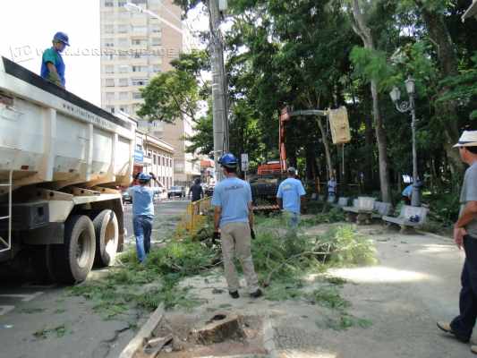 Equipe da Secretaria Municipal de Manutenção e Paisagismo corta árvore no Jardim Público