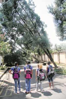 Exemplares de árvores caíram em escolas, Santa Casa e ruas do município. Secretaria de Manutenção e Paisagismo mobilizou equipes para remover troncos durante toda essa quarta-feira (9)