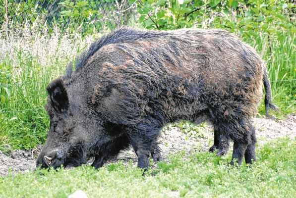 Facilmente encontrados na região, javaporcos têm a carne bastante apreciada. A caça auxilia para que a população seja mantida em baixas densidades. Desse modo, não trarão prejuízos à biodiversidade