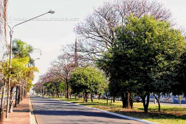Um corredor de ipês é sempre visto na Avenida Presidente Kennedy; as mudas foram plantadas no início da década de 80 no local