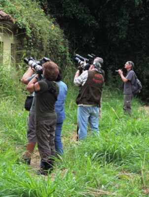 Especialistas em aves observando espécies na Floresta Estadual Edmundo Navarro de Andrade