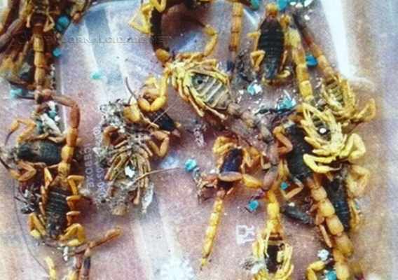 Infestação de escorpiões na área central de Santa Gertrudes vem gerando queixas de moradores