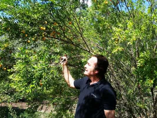 O médico Sergio Sartori fala sobre os benefícios das frutas que são cultivadas na Estância das Frutas, localizada em Rio Claro