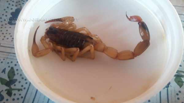 Segundo Zoonoses, chuva, calor e umidade favorecem a saída dos escorpiões em busca de alimentos