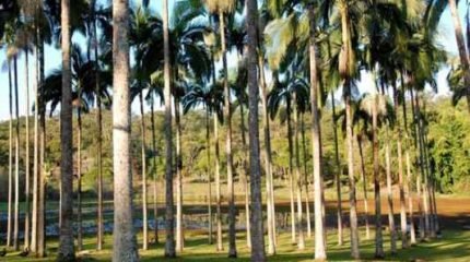 Alerta está sendo dado em virtude da área da unidade florestal ter capivaras (hospedeira da doença) circulando livremente