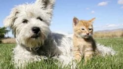 Além dos cães, vacina contra a raiva também é aplicada em gatos
