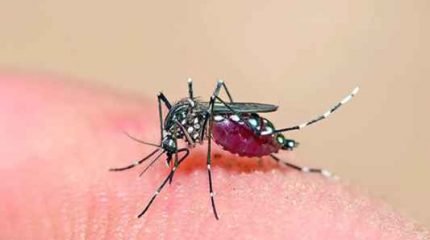 Dengue avança novamente no município e chega a 352 casos