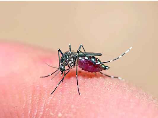 Dengue avança novamente no município e chega a 352 casos 