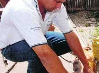 Funcionário do CCZ aplica vacina contra a raiva em cão. Gatos também devem ser vacinados (foto divulgação/arquivo)