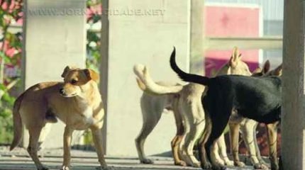 Os cachorros também circulam pela propriedade particular, que contém pilares de concreto