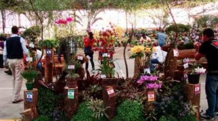 70ª Exposição Nacional de Orquídeas de Rio Claro pode ser visitada neste fim de semana
