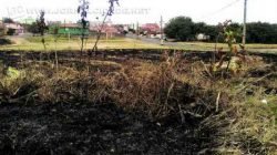 A queimada urbana é cometida por infratores para a remoção de material acumulado em terrenos baldios