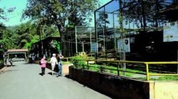 Zoológico de Piracicaba está entre as opções de passeio. Local abriga cerca de 422 animais, além de espécies exóticas