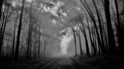 Momento registrado por Marcos Gaspar mostra o início do amanhecer na Floresta, com a bruma se dissipando pelo sol