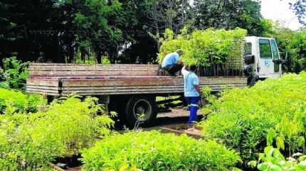 Eventos retratam a importância das árvores para o ser humano e ações de recuperação do meio ambiente