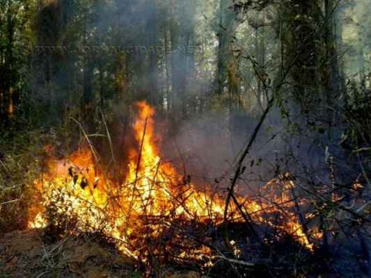 Novo incêndio destruiu mais de 1.000 metros quadrados de vegetação da Floresta Estadual Edmundo Navarro de Andrade na noite do último sábado (13)