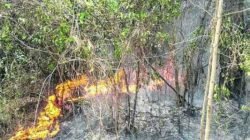 Incêndio que atingiu novamente a Floresta Estadual