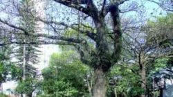 Bem arborizada, com bancos e mesas, a praça padece com banheiros sujos e peças históricas maltratadas