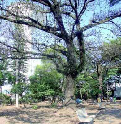Bem arborizada, com bancos e mesas, a praça padece com banheiros sujos e peças históricas maltratadas